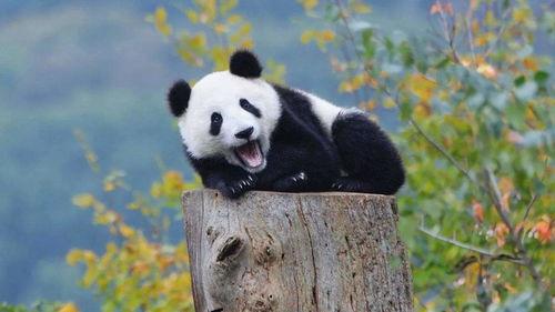 娱乐吃瓜熊猫视频下载